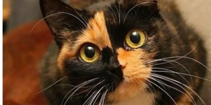 chimera cat