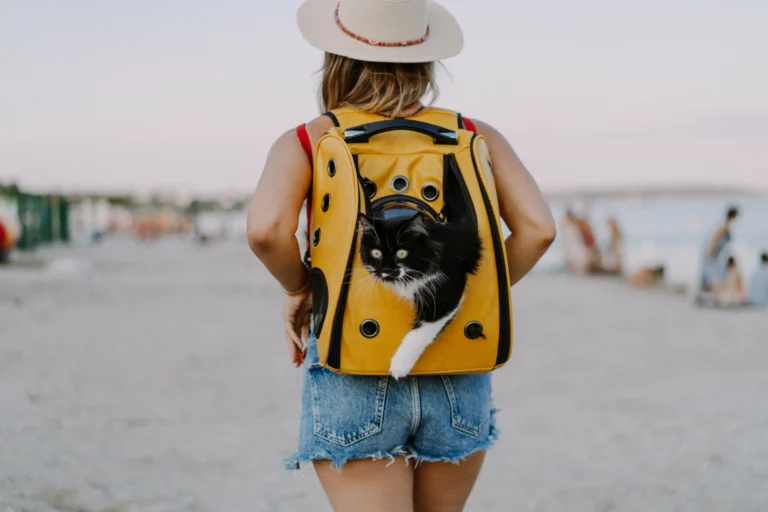 cat backpack